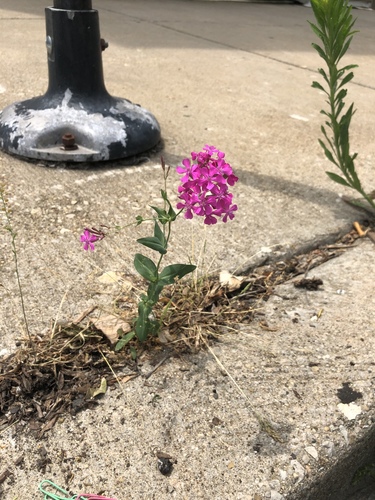 Atocion armeria