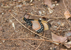 Acraea anemosa