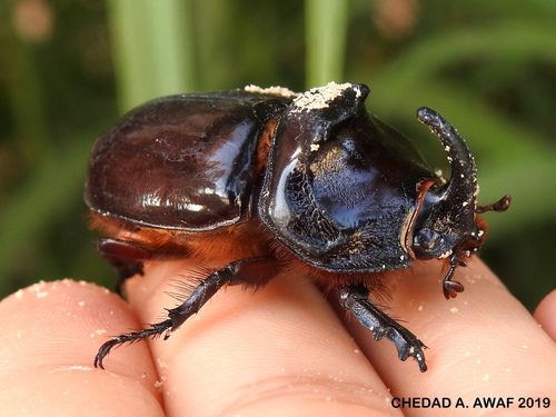 Iberian rhinoceros beetle