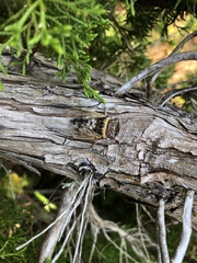 Diceroprocta viridifascia