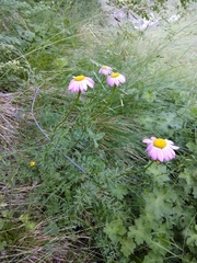 Tanacetum coccineum