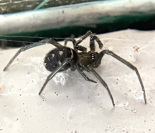 False black widow