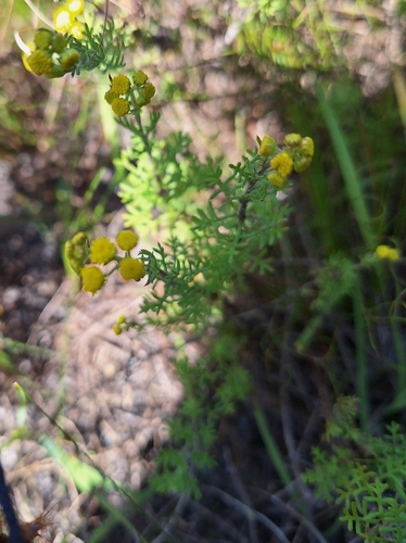 Image of Hippia frutescens by (c) Adele SL, some rights reserved (CC BY)