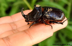 Oryctes nasicornis grypus