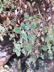 Stemodiopsis kamundii