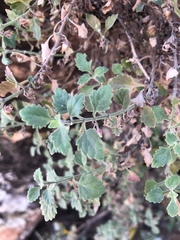 Stemodiopsis kamundii