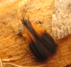 Caenia dimidiata