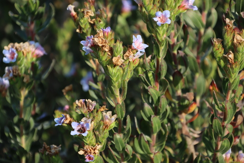 Image of Lobostemon fruticosus by (c) Tony Rebelo, some rights reserved (CC BY-SA)