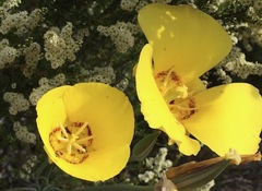 Calochortus concolor