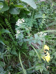 Galium valantioides