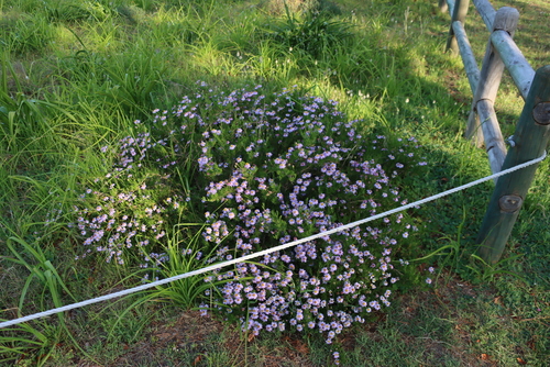 Image of Felicia fruticosa by (c) Tony Rebelo, some rights reserved (CC BY-SA)