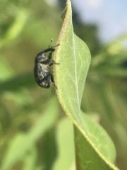 Rhyssomatus lineaticollis