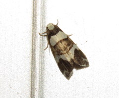 Thallarcha phalarota