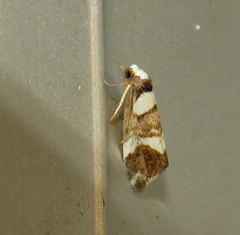 Thallarcha phalarota