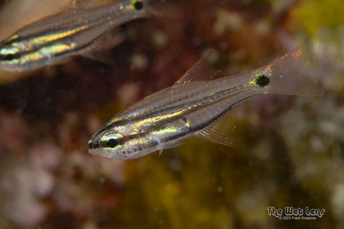 Taeniamia bilineata observed 2023-12-17