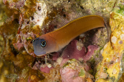 Aron's Blenny