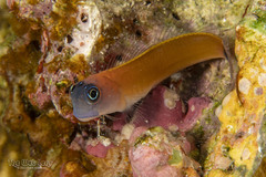 Aron's Blenny photo 1