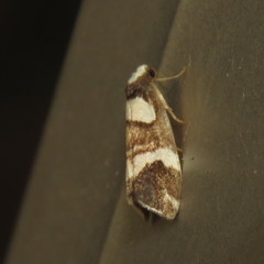 Thallarcha phalarota