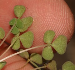 Oxalis lichenoides