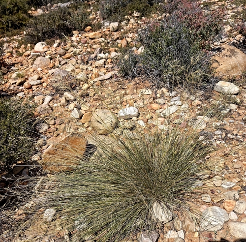 Iron Grass (Aristida diffusa)