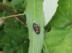 Cercopis intermedia