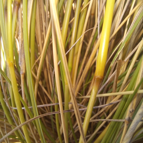 Image of Aristida diffusa by (c) kevin koen, some rights reserved (CC BY-SA)