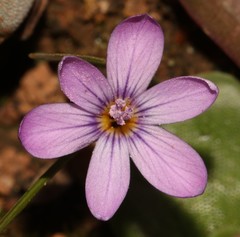 Romulea stellata