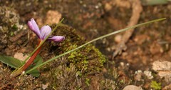 Romulea stellata