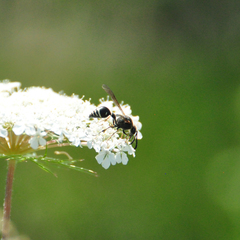 Eumenes crucifera