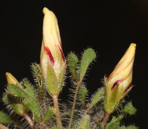 Oxalis argillacea (Oxalis argillacea)