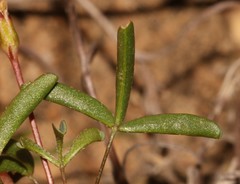 Oxalis blastorrhiza