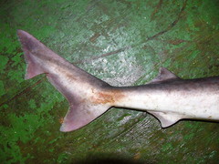Galeorhinus galeus