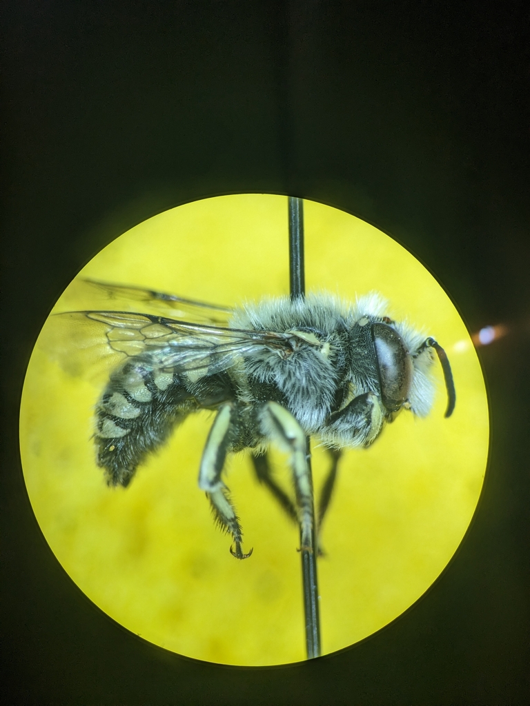 Emarginated Carder Bee