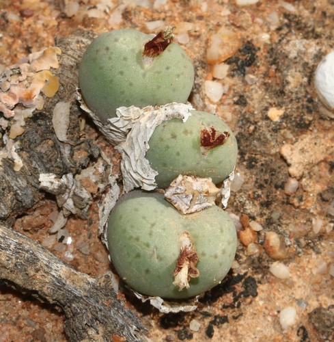 Conophytum minutum