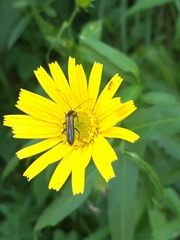 Oedemera pthysica