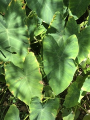 Colocasia esculenta image