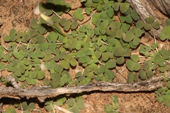 Oxalis lichenoides