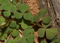 Oxalis lichenoides