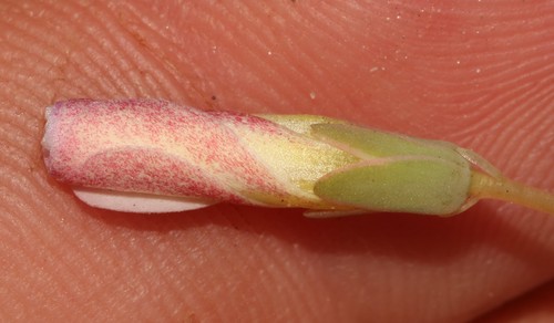 Image of Oxalis lichenoides by (c) Brian du Preez, some rights reserved (CC BY-SA)