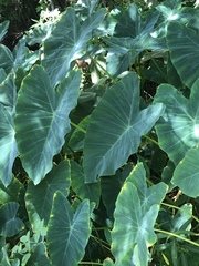 Colocasia esculenta image