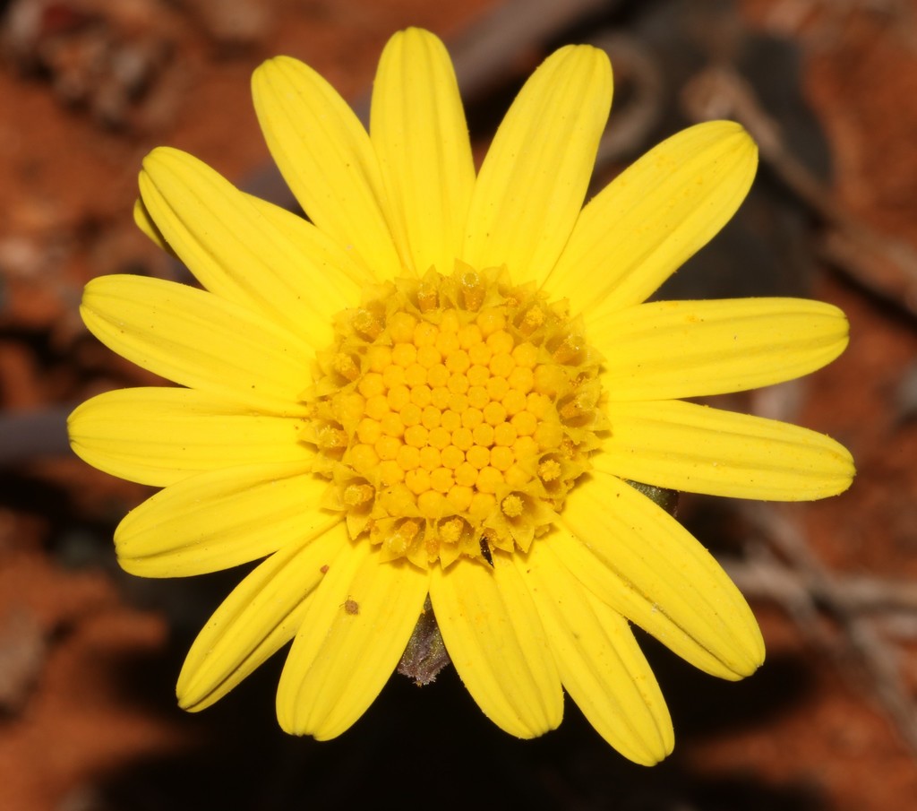 Othonna hederifolia, Namakwa, ZA-NC, ZA