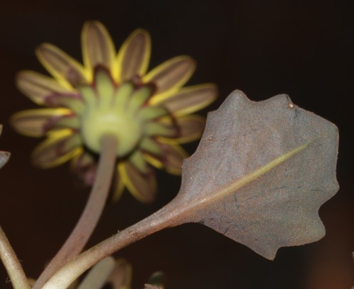 Image of Othonna hederifolia by (c) Brian du Preez, some rights reserved (CC BY-SA)