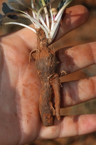 Image of Othonna hederifolia by (c) Brian du Preez, some rights reserved (CC BY-SA)