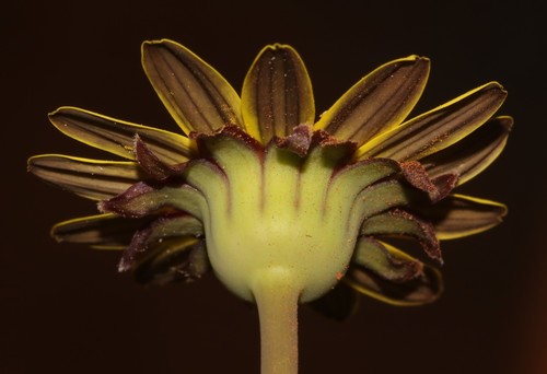Othonna hederifolia