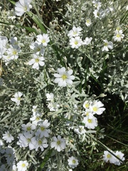 Cerastium tomentosum