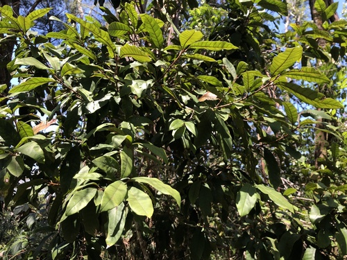 rusty plum (Niemeyera whitei)