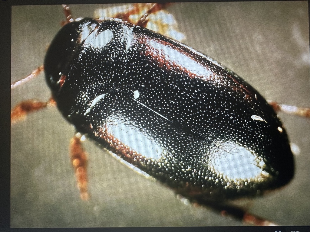 Hydroporus gyllenhalii