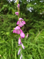 Gladiolus