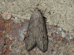 Aphomia terrenella