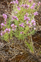 Thymus pallasianus